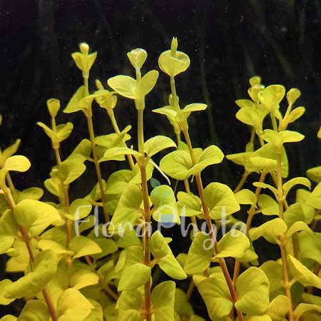 Aquarium plant Lysimachia nummularia 'Aurea' - Gold Pennywort in a fish tank